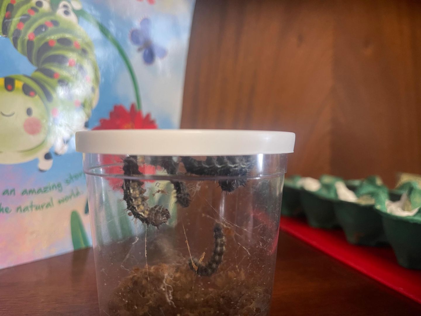 Caterpillar Update!!!